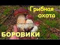 Боровики.Грибная охота.Mushroom picking