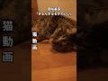猫動画です。こっちに来てぇ~甘えるにゃ~ん#猫動画 #ペット #にゃんこ #ねこ #かわいい猫 #岡咲美保 #岡咲美保#きゅんきゅるかわいい