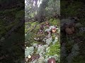 Porcini mushrooms #mushroom #porcini #boletus #viralvideo #fungi #shorts