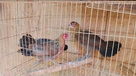 Gà mái rừng rặc cho ae vào mùa 2026, saib poj qaib qus ua si