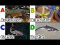 Cute ocean animals | ABC phonics animals | ABC Sea Animals song | English and Animals for Kids