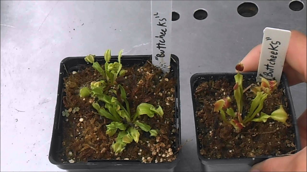 sundaville MD Buttcheeks - New Venus Flytrap Cultivar