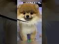 ¡El Perrito Más Elegante de la Fiesta!#shorts