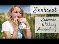 🌻 Zinnkraut erkennen – Wildkräuter sammeln / Wirkung & Anwendung (auch Ackerschachtelhalm)