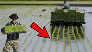 Cara Baru Menanam Padi Ala Jepang