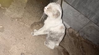 The skinny stray cat roamed by the river, unsure where to go, until she met her savior in the end. by Paws Bliss Haven 197,493 views 11 days ago 16 minutes