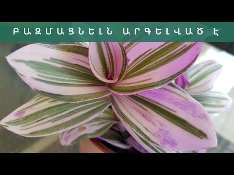 Video: Earth Star բույսերի խնամք. սովորեք Cryptanthus Bromeliads աճեցնելու մասին