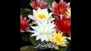 سورة الإخلاص | الشيخ فارس عباد.  ،استغفر الله العظيم واتوب اليه، تلاوه خاشعه(1)