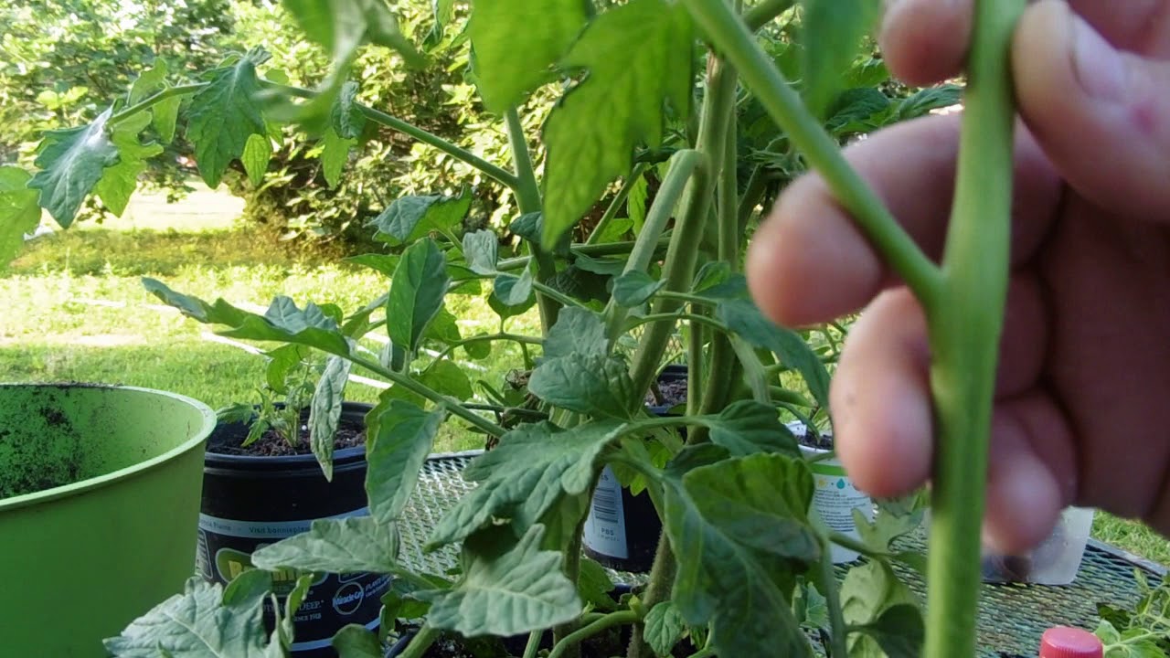 HOW TO PRUNE A TOMATO PLANT YouTube HOW TO PRUNE A TOMATO PLANT YouTube