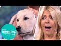 This Morning Has a New Puppy With a Purpose! | This Morning