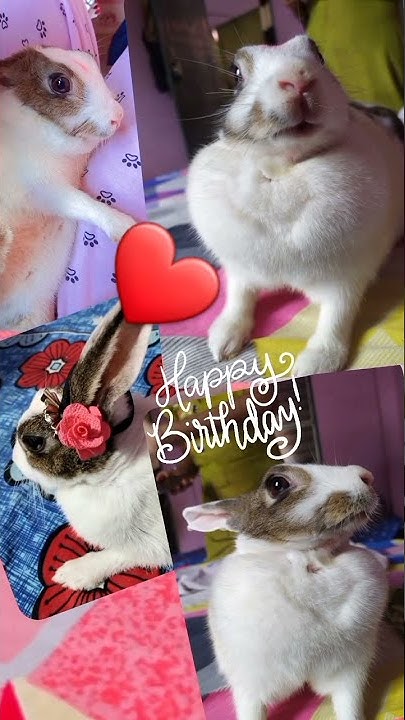 happy-brithday-cutie-brithday-i-am-really-like-you-you-are-best