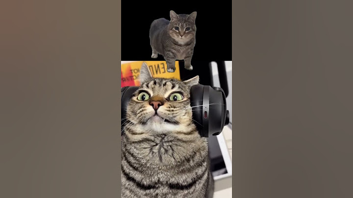 O I I A #shorts #oiia #remix #dance #oia #uiia #cat #meme