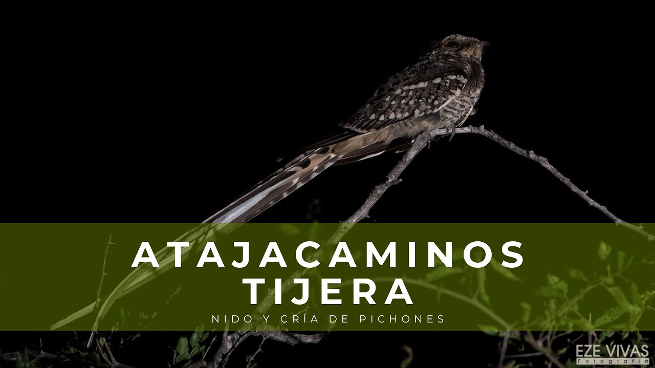 Nido de Atajacaminos Tijera (Hydropsalis torquata)