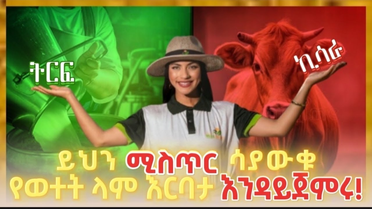 ምን ያዋጣል? | የወተት ላም እርባታ ያዋጣል?