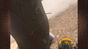 Q&A – What is growing on my Crape Myrtle?