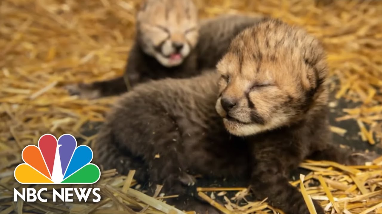 Two Cheetah Cubs Born By IVF For First Time NBC Nightly News YouTube