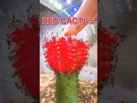 ANTS VS RED CACTUS!!