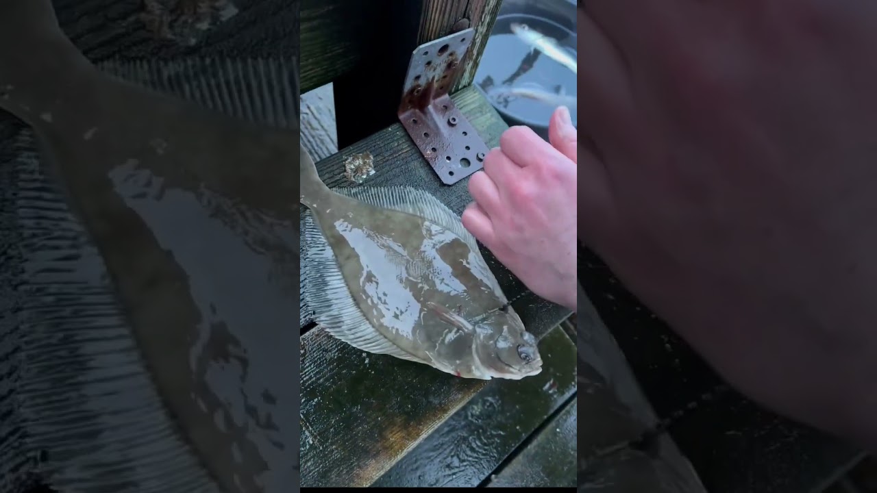 Fastest way to remove guts from flounder
