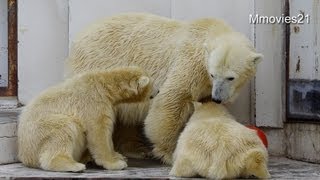 仲良く行動するポロロとマルル