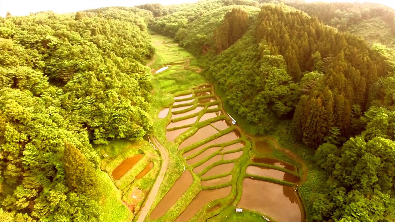 Aerial view of terraced rice field in Japan / 空撮 石畑の棚田 - YouTube