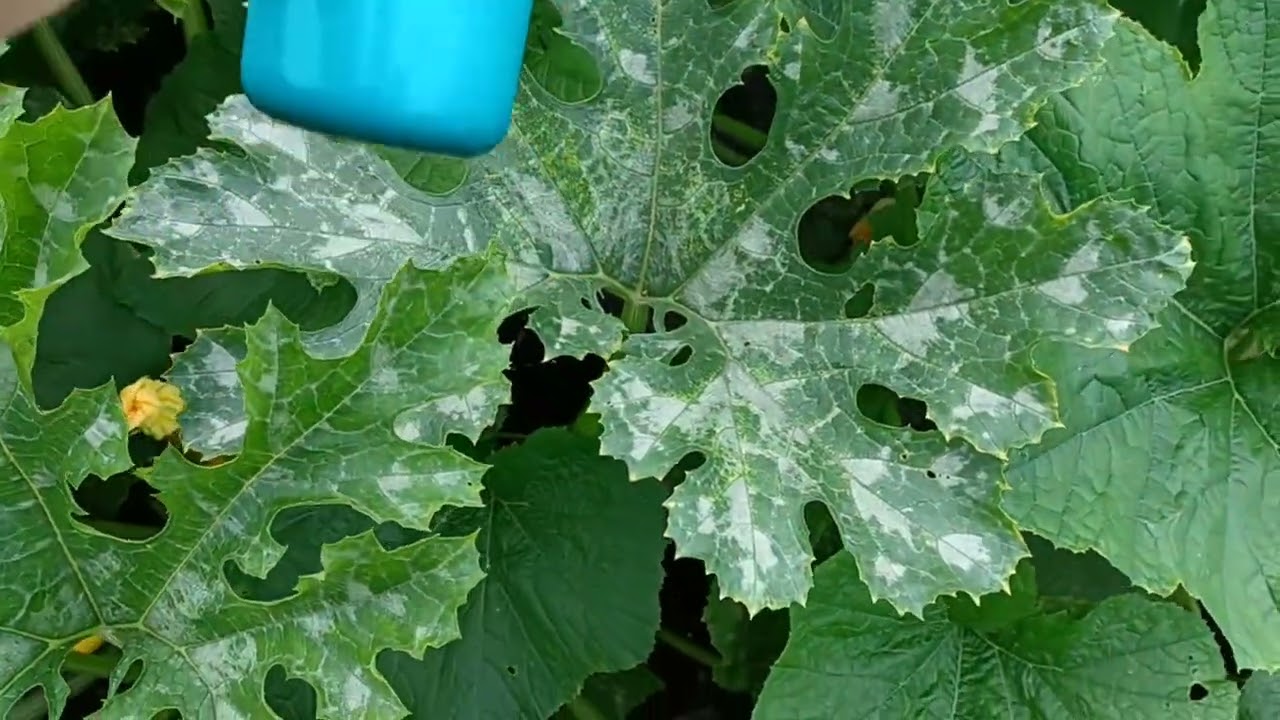 Молочный спрей от мучнистой росы | Простое решение для сада