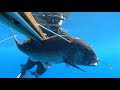 27 метров ДЕНТИЧ, подводная охота под парусом