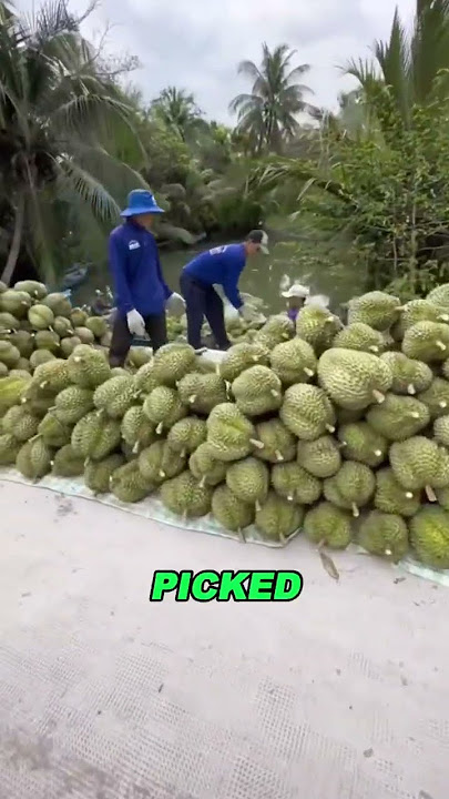Why do Thais put durian inyellow water?#popular #food #durian #funnyvideo #youtube