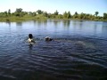 My dogs learns to swim