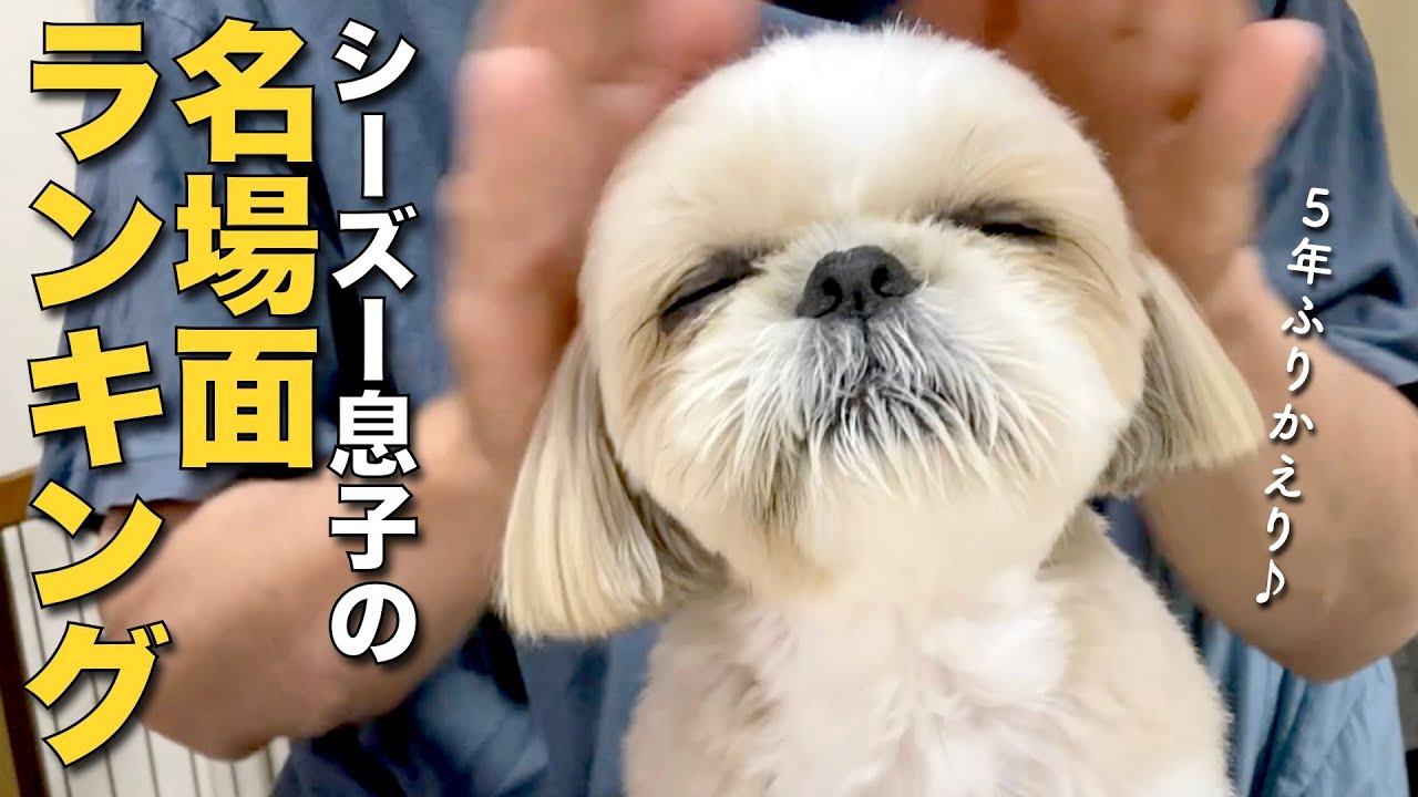 【可愛いから見て♪】シーズー息子の名場面ランキング！www（親バカ♡監修）【389】