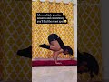 Building strength, balance, and focus with Bakasana (Crow Pose) 🧘♀️✨ #bakasana #crowpose