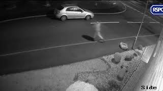 Köpeğin Sokağa Terk Edilme Anı Güvenlik Kameralarına Yansıdı