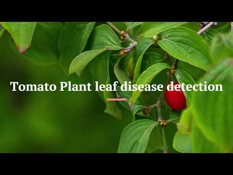 Revolutionizing Agriculture with AI: Detecting Tomato Leaf Diseases with Machine Learning