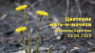 Цветение мать-и-мачехи. Саратов. 23.04.2019