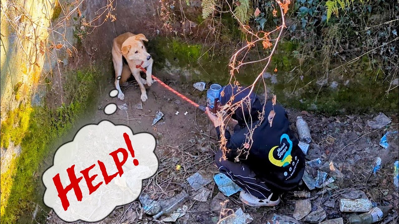A Stray Mother Dog fell into the Huge Pit & Separated from her newborn ...