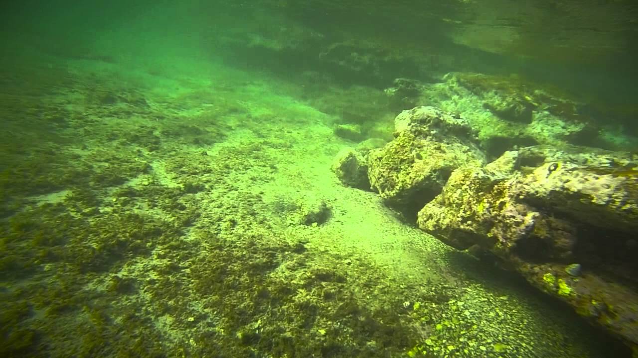 Snorkeling in Jervis Bay / Australia YouTube