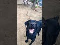 funny dog video