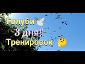 Голуби 3 дня тренировок Pigeons 3 days of training