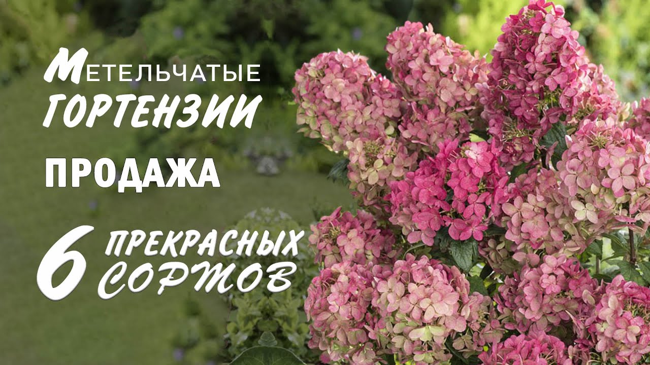 10 восхитительных сортов гортензии для вашего сада: от классики до новинок
