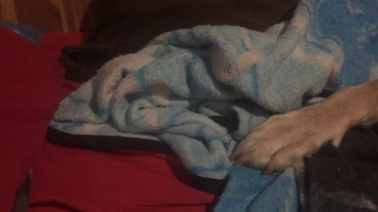 Xur predictions for 8/19