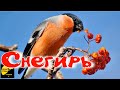 Снегирь Описание и факты Pyrrhula pyrrhula  Bullfinch