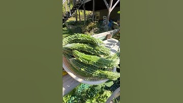 Tips on Growing Bittermelon (Pavaka / Karela)  #bittermelon #bittergourd #pavaka #karela