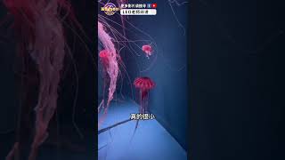 京都水族館，有來過嗎？  #shorts #tiktok 🔍 #leo老師開講 #iamleoteacher