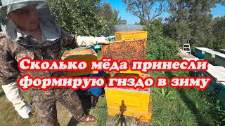 СКОЛЬКО МЁДА ПРИНЕСЛИ ПЧЁЛЫ В ДЕСЯТИРАМОЧНОМ УЛЬЕ БЕНИНХАУС, ФОРМИРОВАНИЕ ГНЕЗДА В ЗИМУ