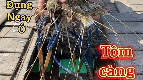 Câu ngay vựa cây súc đụng độ băng nhóm tôm càng xanh khủng