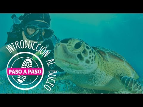 Paso a Paso: Introducción al buceo