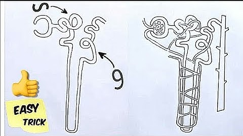 How to draw Nephron easily step by step for Biginners!