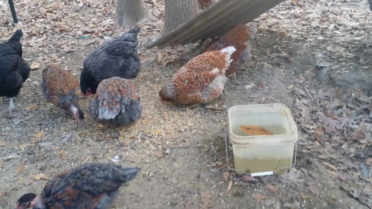 homesteading in nevada Blue Laced Red Wyandotte Chickens