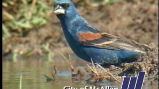 McAllen - Quinta Mazatlan
