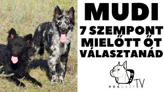 Mielőtt kutyát vennél - MUDI - 7 fontos szempont!  DogCast TV!