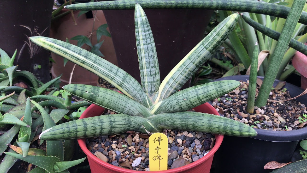 虎尾蘭佛手錦圖鑑sansevieria Boncel Youtube 虎尾蘭佛手錦圖鑑sansevieria Boncel Youtube